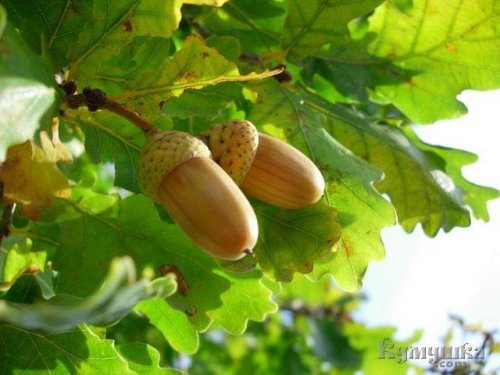 A small word about Oak, its applied and ritual role among our ancestors.