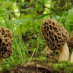 Сморчки — как выглядят весенние грибочки