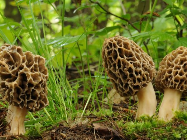 Morels - what spring mushrooms look like