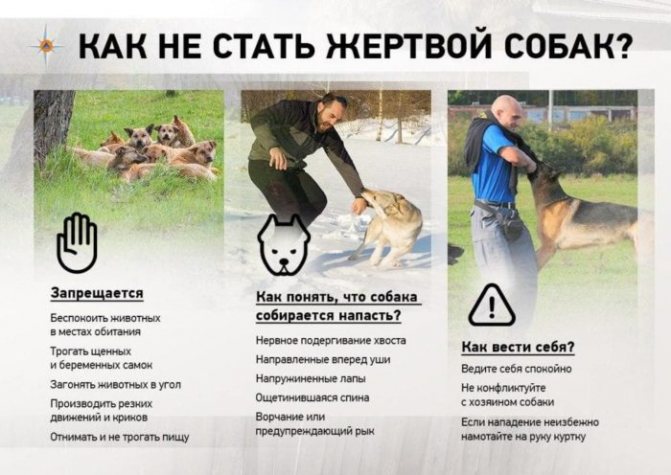 Средства защиты от нападения собак
