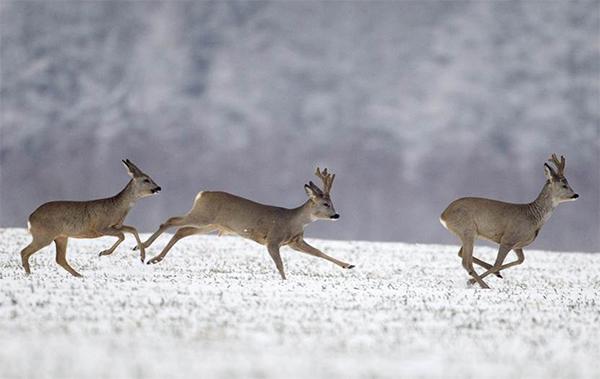 Herd of roe deer in winter