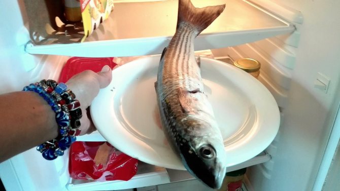 Сушка рыбы в холодильнике
