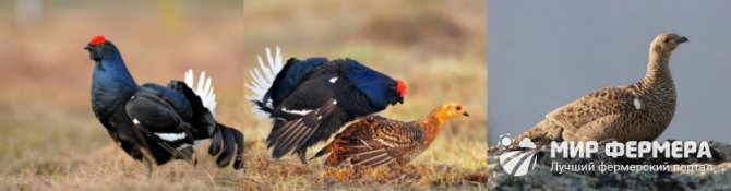 Black grouse male and female