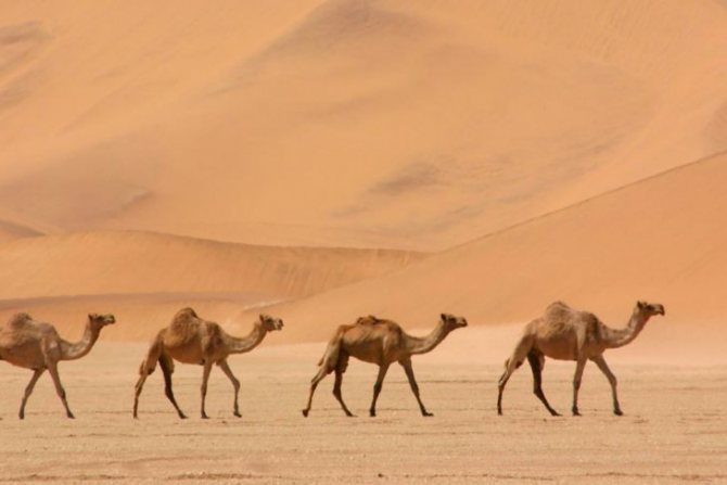 Ученые создали установку для добычи воды в пустыне