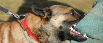 Укус собаки: алгоритм первой помощи, меры безопасности, лечение