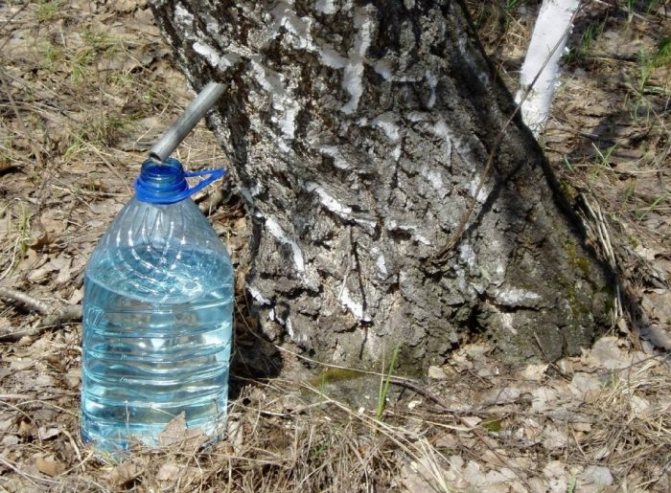 Each region has its own deadline for collecting birch sap