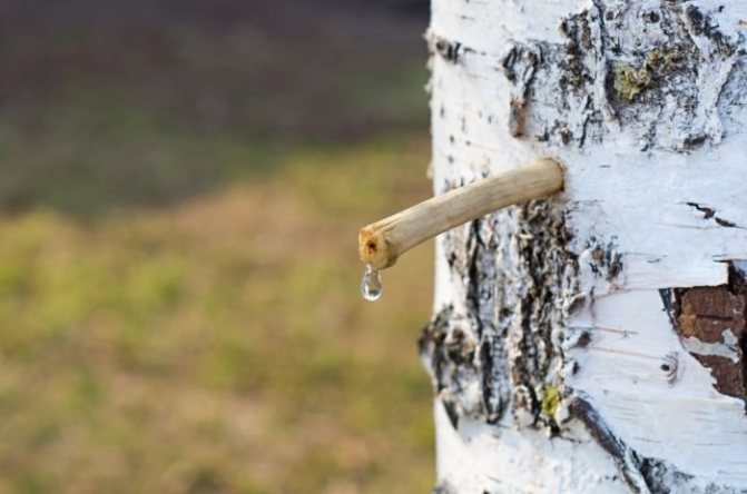 You need to insert a peg into the hole made in the tree.