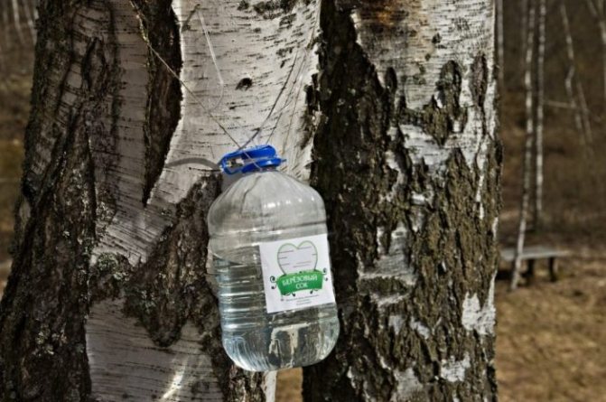 It is important to carefully make a hole to obtain birch sap, so as not to harm the tree