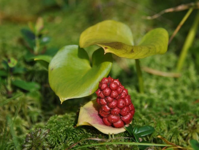 Ядовитые ягоды: Белокрыльник болотный