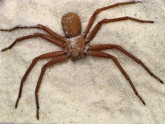 Ядовитый песочный паук