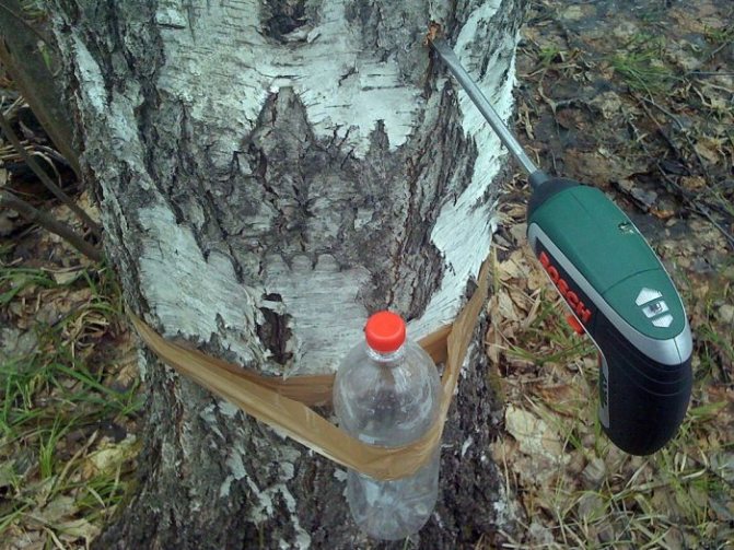 It is forbidden to make many holes in a tree, as this will kill it.
