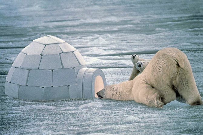 Защитой от поползновений белых медведей служит всего лишь кусок льда. | Фото: gazeta.ru.
